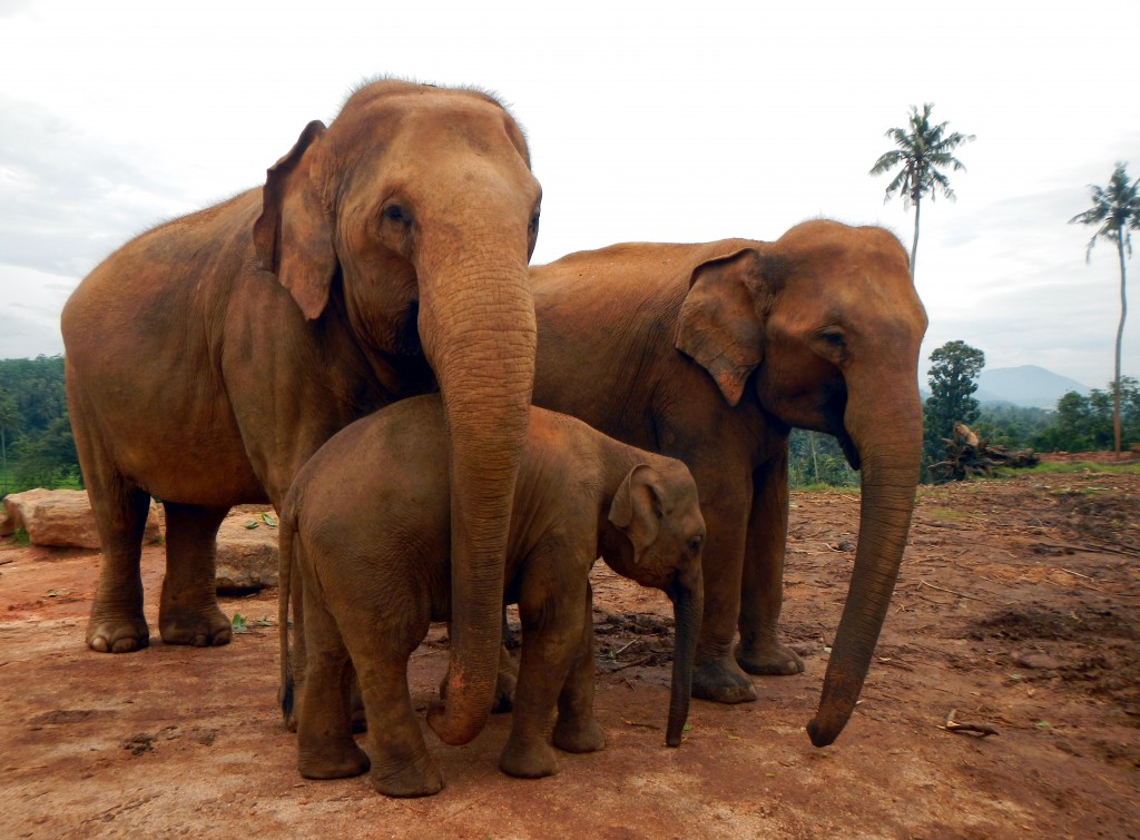 Zdjęcia: Pinnawala, Prowincja Sabaragamuwa, Portret rodzinny, SRI LANKA Zdjęcia: Pinnawala, Prowincja Sabaragamuwa, Portret rodzinny, SRI LANKA