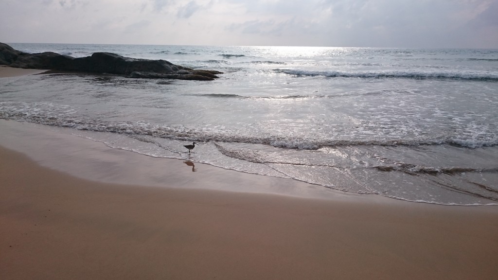 Zdjęcia: Bentota, Bentota, spokój, SRI LANKA Zdjęcia: Bentota, Bentota, spokój, SRI LANKA