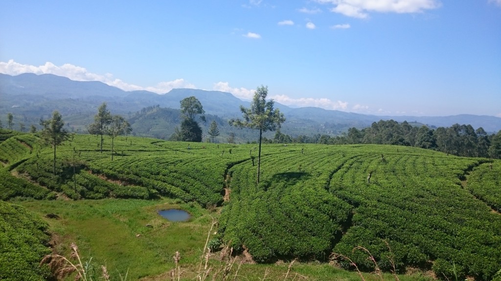 Zdjęcia: Nuwara Eliya , Nuwara Eliya , plantacja herbaty, SRI LANKA Zdjęcia: Nuwara Eliya , Nuwara Eliya , plantacja herbaty, SRI LANKA