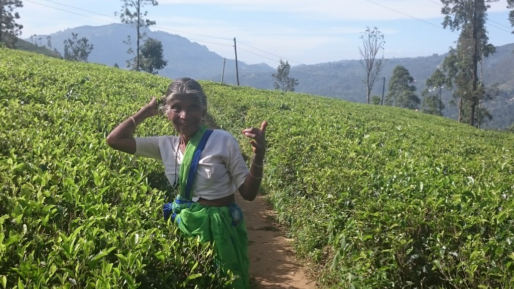 Zdjęcia: Nuwara Eliya , Nuwara Eliya , w pracy, SRI LANKA Zdjęcia: Nuwara Eliya , Nuwara Eliya , w pracy, SRI LANKA