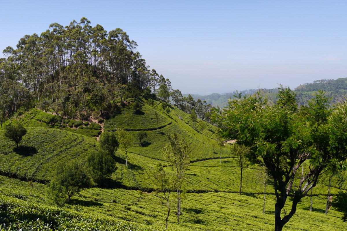 Zdjęcia: Haputale, Lipton Seat, SRI LANKA Zdjęcia: Haputale, Lipton Seat, SRI LANKA