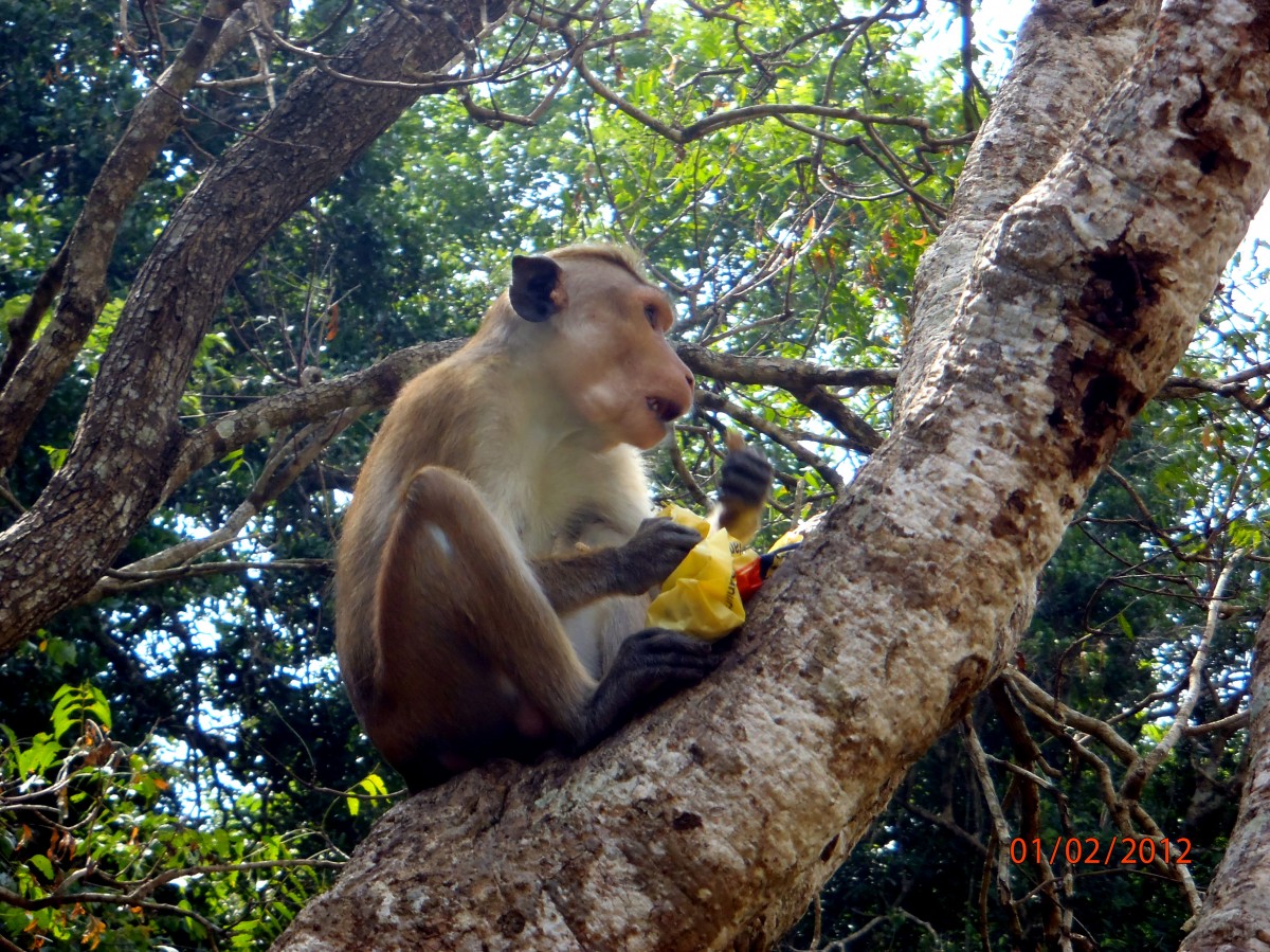 Zdjęcia: Sri Lanka, xxx, Małpka złodziejka, SRI LANKA Zdjęcia: Sri Lanka, xxx, Małpka złodziejka, SRI LANKA