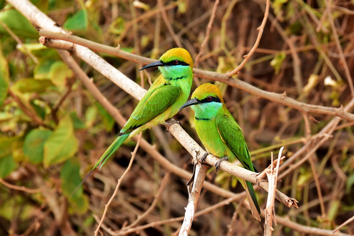 Zdjęcia: Yala National Park, Prowincja południowa, Modelki - żołny zielone wschodnie, SRI LANKA Zdjęcia: Yala National Park, Prowincja południowa, Modelki - żołny zielone wschodnie, SRI LANKA
