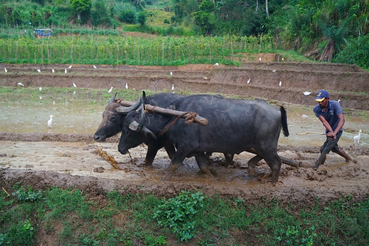 Zdjęcia: Haputale, Badulla, Orka na polu ryżowym, SRI LANKA Zdjęcia: Haputale, Badulla, Orka na polu ryżowym, SRI LANKA
