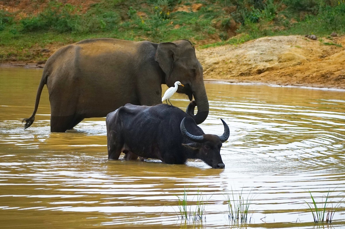 Zdjęcia: Park Narodowy Udawalawe, Badulla, Ich troje, SRI LANKA Zdjęcia: Park Narodowy Udawalawe, Badulla, Ich troje, SRI LANKA