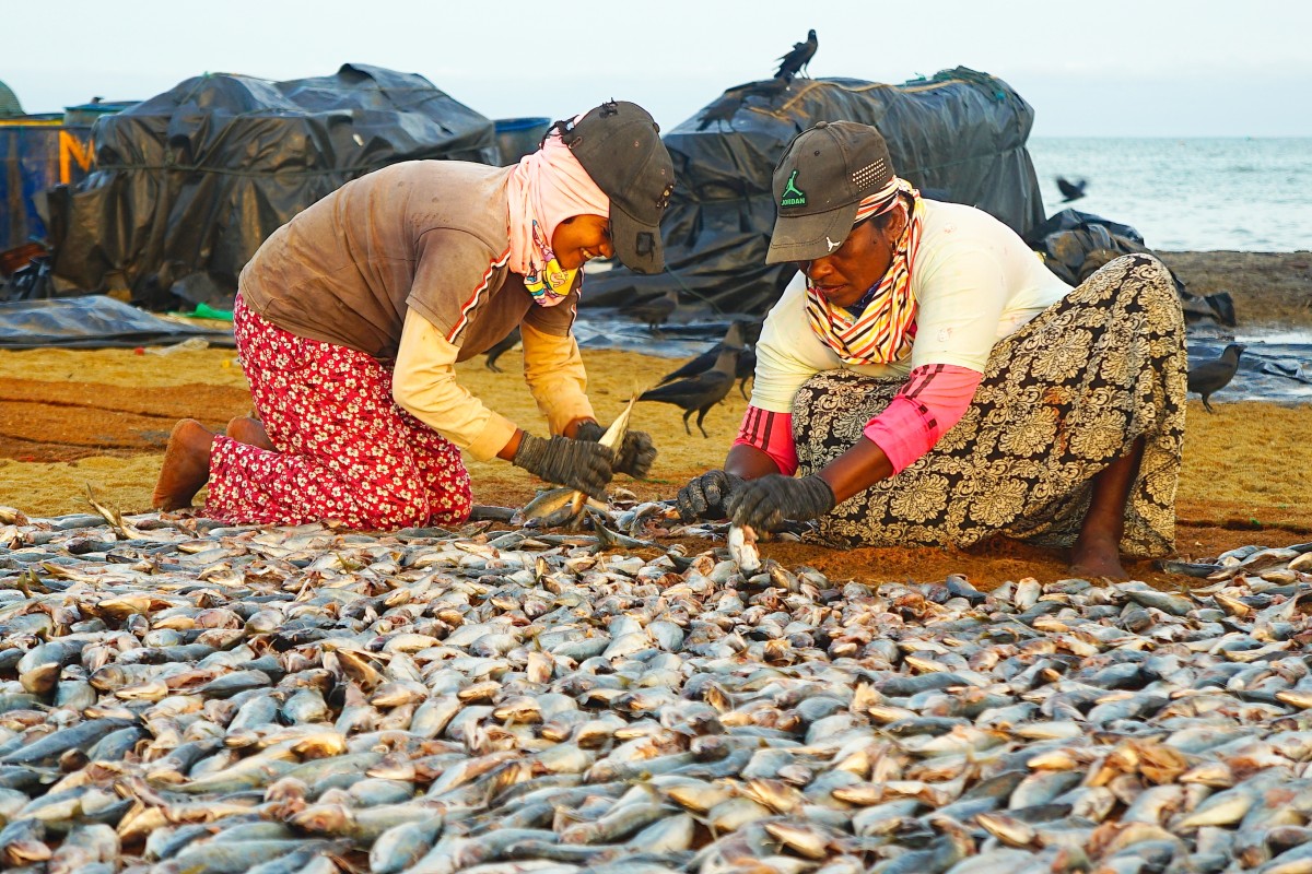 Zdjęcia: ., Negombo, Targ rybny, SRI LANKA Zdjęcia: ., Negombo, Targ rybny, SRI LANKA