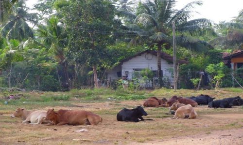 Zdjęcie SRI LANKA / Western / Waskaduwa / chill out