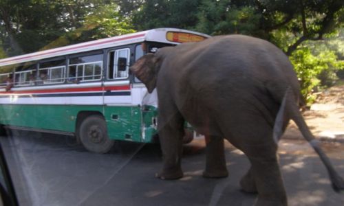 Zdjecie SRI LANKA / - / OKOLICE PINNAWELA / SO ATAKUJE AUTOBUS