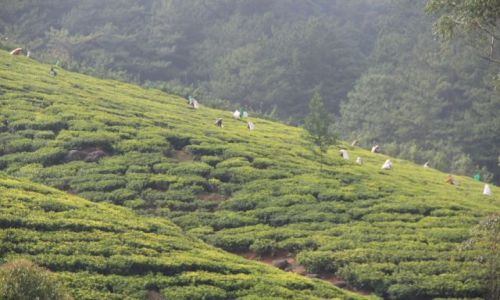 Zdjecie SRI LANKA / NUWARA ELLA / NUWARA ELLA / PLANATACJE HERBATY