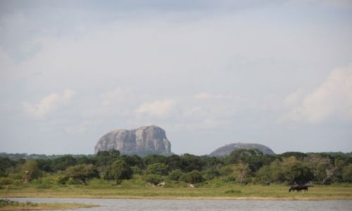 Zdjecie SRI LANKA / - / YALLA NATIONAL PARK / YALLA NATIONAL PARK