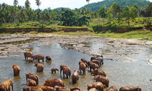 Zdjęcie SRI LANKA / Środkowa Lanka / Pinawala / W krainie słoni i palm kokosowych