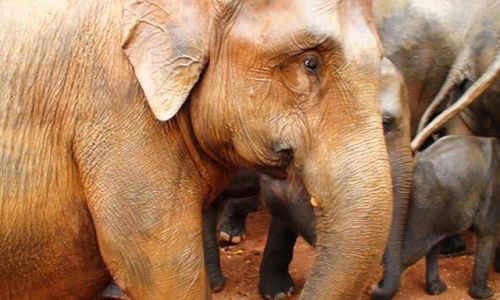 Zdjęcie SRI LANKA / Środkowa Lanka / Pinawala / W krainie słoni i palm kokosowych