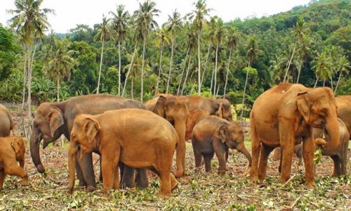 Zdjecie SRI LANKA / rodkowa Lanka / Pinawala / W krainie soni i palm kokosowych