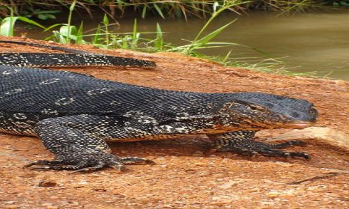 Zdjecie SRI LANKA / rodkowa Lanka / Niedaleko Girithale / Pi odson warana