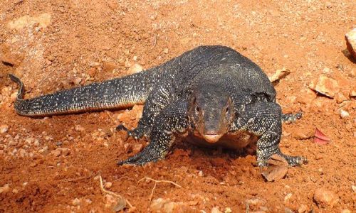 Zdjcie SRI LANKA / rodkowa Lanka / Niedaleko Girithale / Pi odson warana