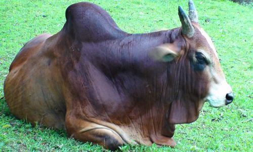 Zdjecie SRI LANKA / rodkowo-Pnocna Lanka / Rne miejsca / Spotykane wszdzie na Lance