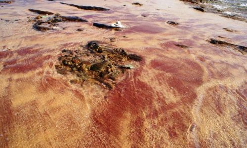 Zdjęcie SRI LANKA / Południowy wschód wyspy / Tangala / Czerwone piaski Tangali