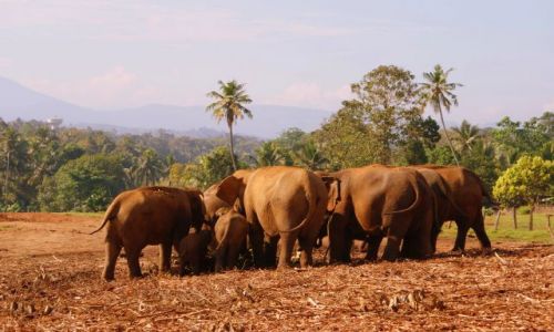 Zdjecie SRI LANKA / Poudniowy Zachd Wyspy /   / I tyle ich widziaam