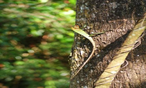 Zdjcie SRI LANKA / anywhere /   / 