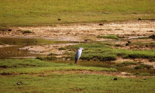 Zdj�cie SRI LANKA /   / Yala / Czapla