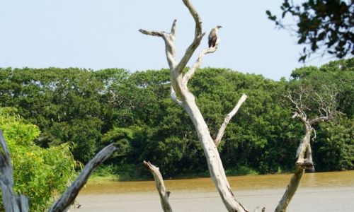 Zdj�cie SRI LANKA /   / Yala / Orze�