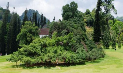 Zdjecie SRI LANKA /   / Ogrd Botaniczny Peredenja w Kandy / Fikus Benjamin - jedno drzewo o powierzchni korony 1100 mkw.