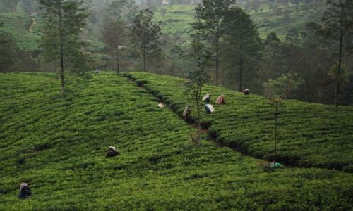 Zdjecie SRI LANKA / - / Badulla, Nuwara Elliya / Droga z Badulla do Nuwara Eliya
