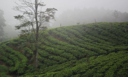 Zdjecie SRI LANKA / - / Badulla, Nuwara Elliya / Droga z Badulla do Nuwara Eliya