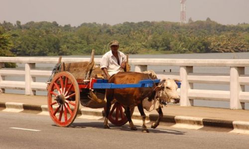 Zdjcie SRI LANKA / Zachodni / Kalutara / Zaprzg