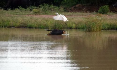 Zdjecie SRI LANKA / Wybrzee / Yala National park / Cap