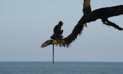 Zdjecie SRI LANKA / Wybrzee / Yala National park / Romantyk