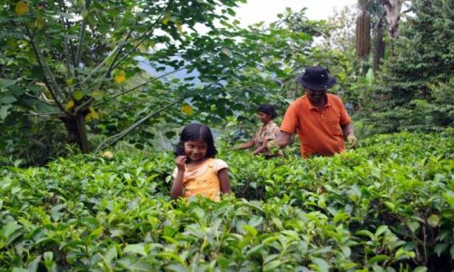Zdjecie SRI LANKA / Centrum / Okolice Nuwara Elija / Herbaciane umiechy