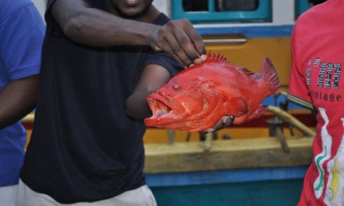 Zdjęcie SRI LANKA / kalutara / rybny bazar / rybny bazar