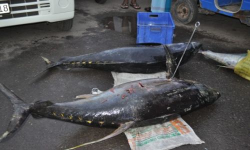 Zdjęcie SRI LANKA / kalutara / rybny bazar / rybny bazar