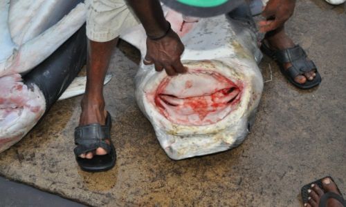 Zdjęcie SRI LANKA / kalutara / rybny bazar / rybny bazar