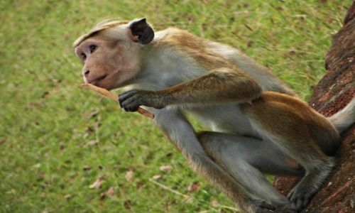 Zdjecie SRI LANKA / Pollonaruwa / Pollonaruwa / Sri Lanka - Smaki Cejlonu Konkurs