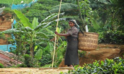 Zdjcie SRI LANKA / Nuwara Eliya / Nuwara Eliya / Tamilska zbieraczka herbaty
