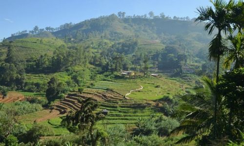 Zdjcie SRI LANKA / Kandy / Nuwara Eliya / pola uprawne