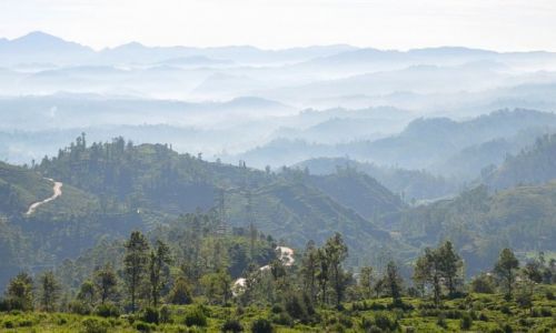 Zdjcie SRI LANKA / Kandy / Nuwara Eliya / poranek...
