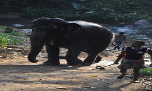 Zdjcie SRI LANKA / pinnawala / pinnawala / pinnawala -sierociniec dla soni 