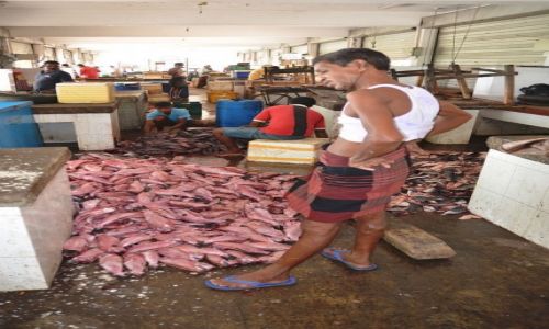 Zdjęcie SRI LANKA / południe kraju / .Galle / targ rybny