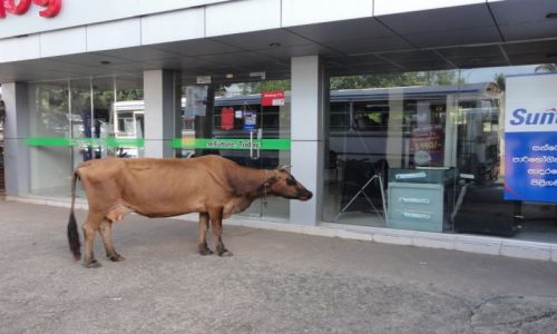 Zdjecie SRI LANKA / Weligama / sklep dialog / co dzi kupimy:)