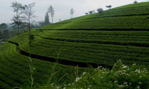 Zdjcie SRI LANKA / Nuwara Eliya / Plantacje herbaty / herbata
