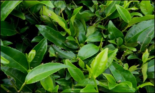 Zdjcie SRI LANKA / Nuwara Eliya / Plantacje herbaty / herbata