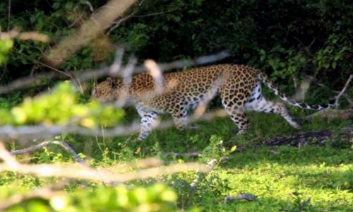Zdjcie SRI LANKA / Park Narodowy Yale / Park Narodowy Yale / Kto prbowa ten wie ...jak cizko jest upoloa leoparda :) ja dostam go w pezencie na nowy rok :)