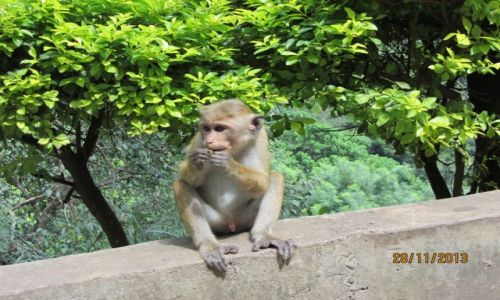 Zdjcie SRI LANKA / okolice Nuwara Elija / przy wodospadzie Ella Ravana / czekajc na sobot ...