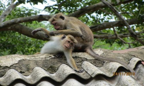 Zdjcie SRI LANKA / okolice Nuwara Elija / przy wodospadzie Ella Ravana / zdaje si, e co mam ...