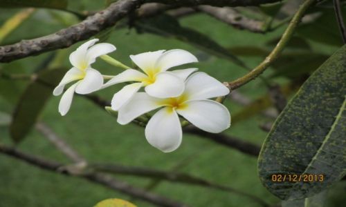 Zdjcie SRI LANKA / Kalutara / Kalutara / plumeria
