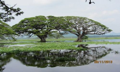 Zdjcie SRI LANKA / okolice Parku Narodowego Yala / jezioro Tissa / drzewa deszczowe