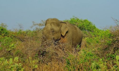 Zdjęcie SRI LANKA / Południe wyspy / Bundala NP / Bundala National Park-Sri Lanka